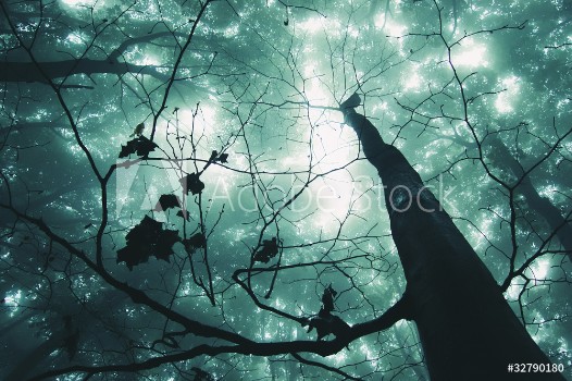 Picture of tree in a magical forest with green fog